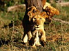 miniatura_82 copia